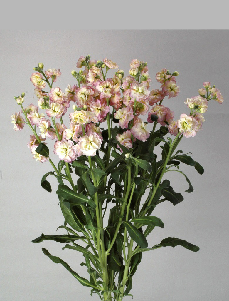 07-024_ｽﾄｯｸ_ｶﾙﾃｯﾄﾚｲﾝﾎﾞｰ_2011_