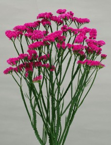 06-012_ローズワイン_2008