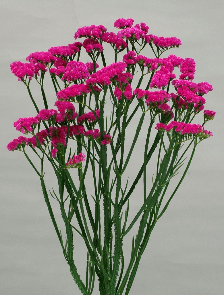 06-012_ローズワイン_2008