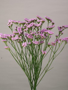 06-005_プライムラベンダー（8XK）_2011