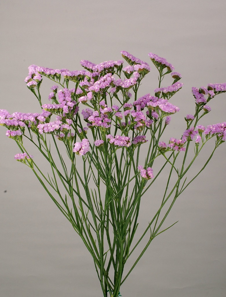 06-005_プライムラベンダー（8XK）_2011