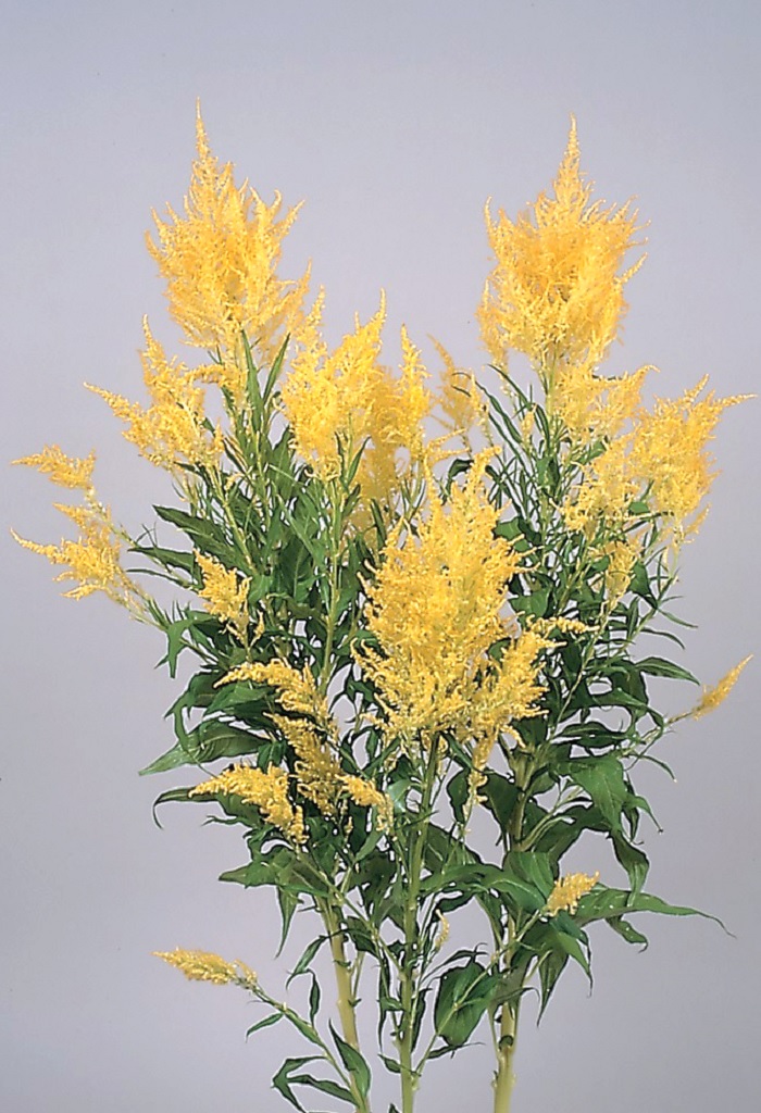 05-028_ｾﾛｼｱ　ﾄﾞﾘｱﾝ　ｲｴﾛｰ