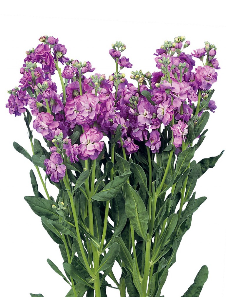 07-016_ｽﾄｯｸ_ｶﾙﾃｯﾄ　ﾗﾍﾞﾝﾀﾞｰ