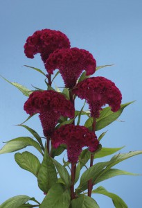 05-012_ボンベイチェリー