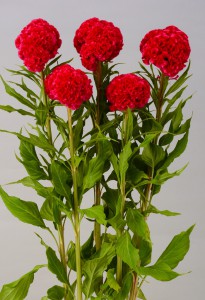 05-003_ケイトウ_ローズクィーン_2016