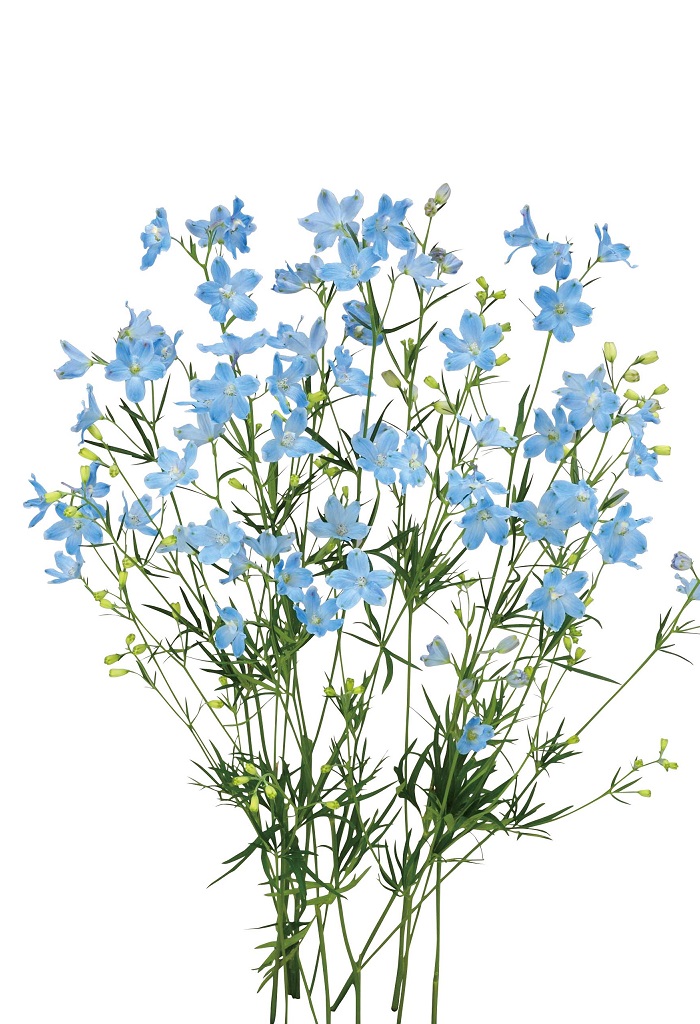 スーパーシフォンブルー