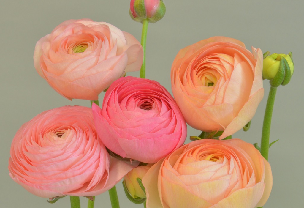 エレガンス サルモネ