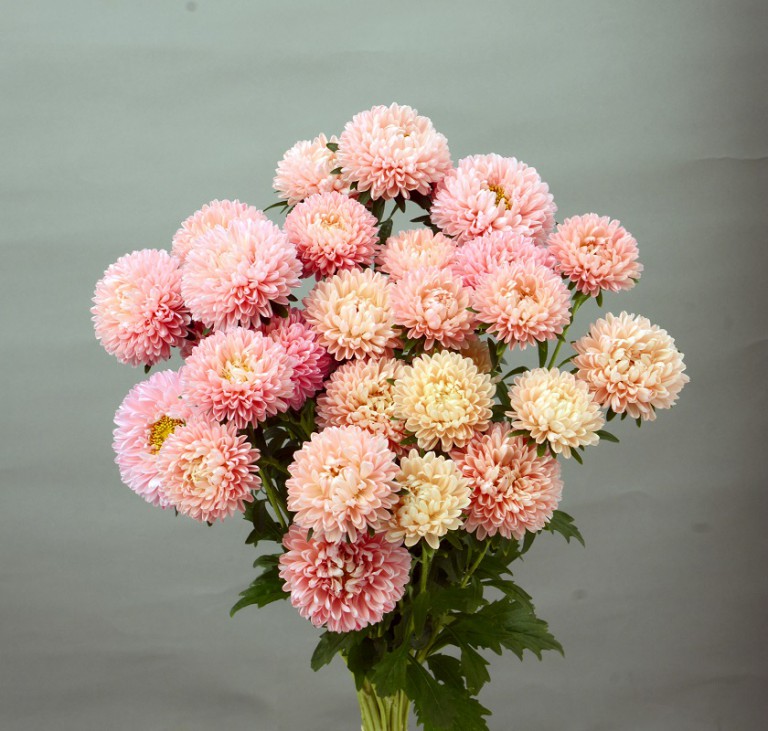 マッシュサーモン