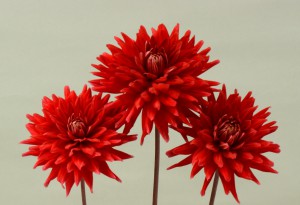 ダリア_熱唱 2014