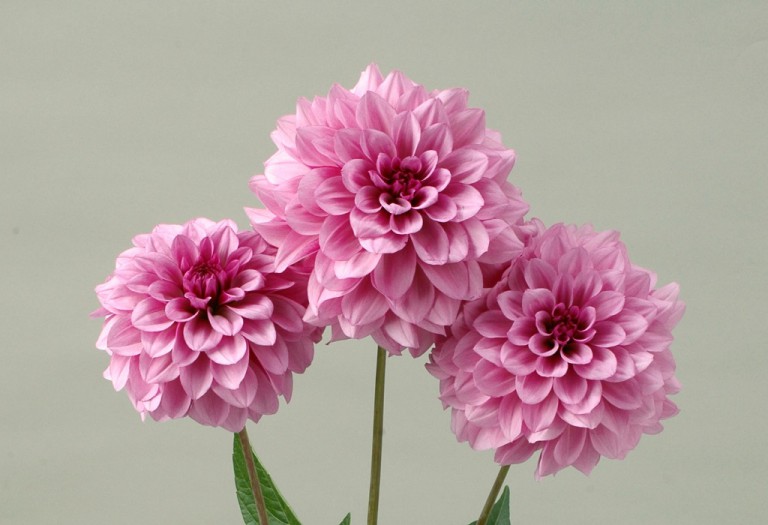 ダリア_ムーンストーン