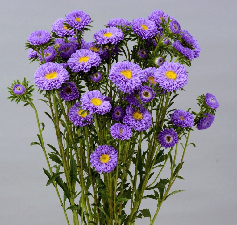 アスター_ジュリーブルー_2015