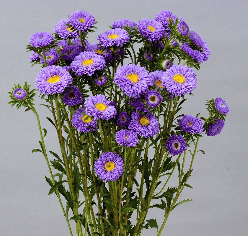 アスター_ジュリーブルー_2015