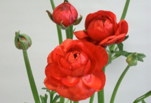 ポーリンスカーレット_2005