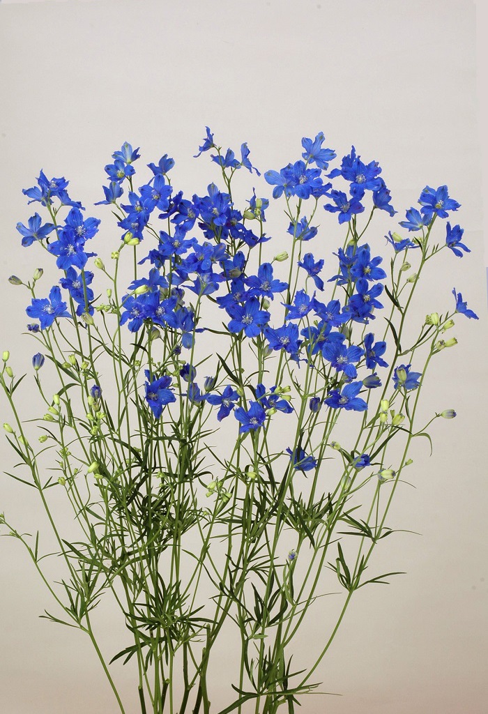 スーパーグランブルー3型