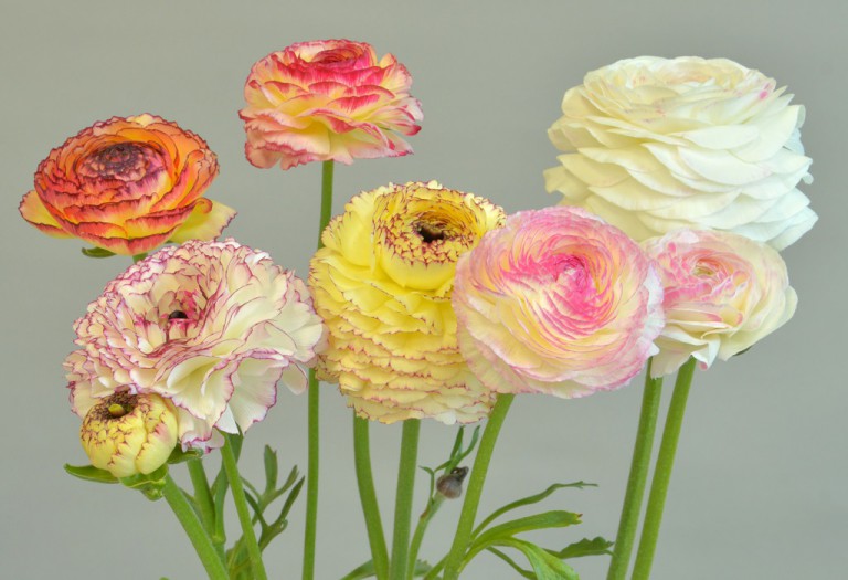 エレガンス ジアロストリアート