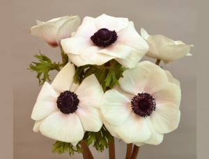 ミストラルプラスホワイトブラックセンター