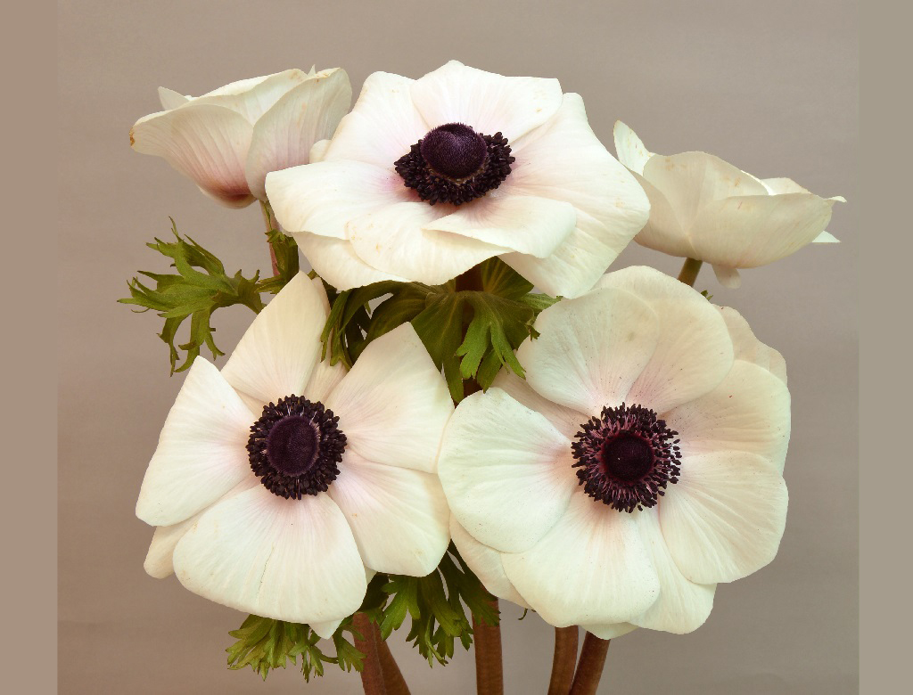 ミストラルプラスホワイトブラックセンター