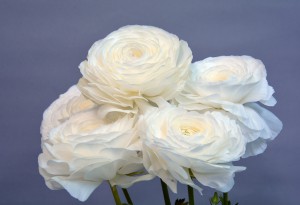 エレガンスビアンコ