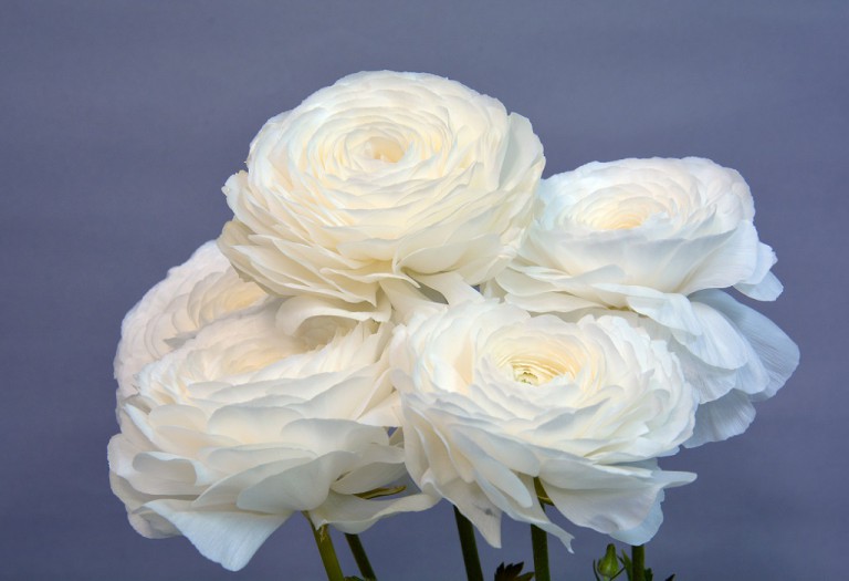 エレガンスビアンコ