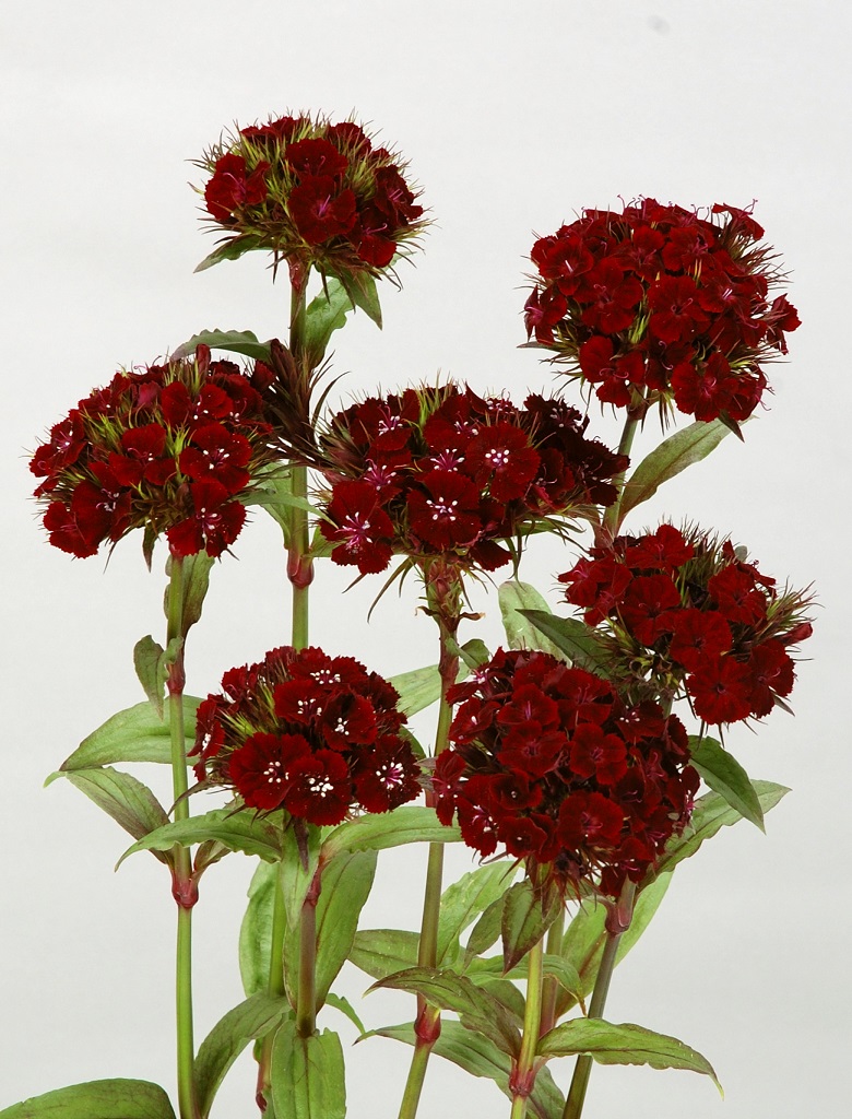 ブラックアダー