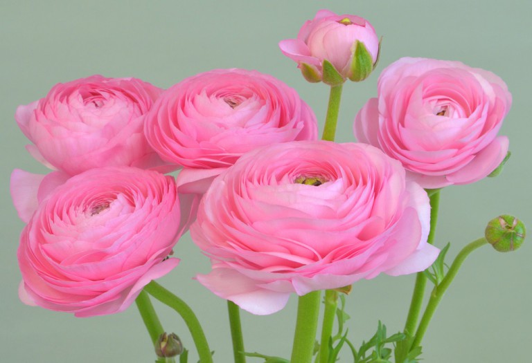 エレガンス ライトピンク