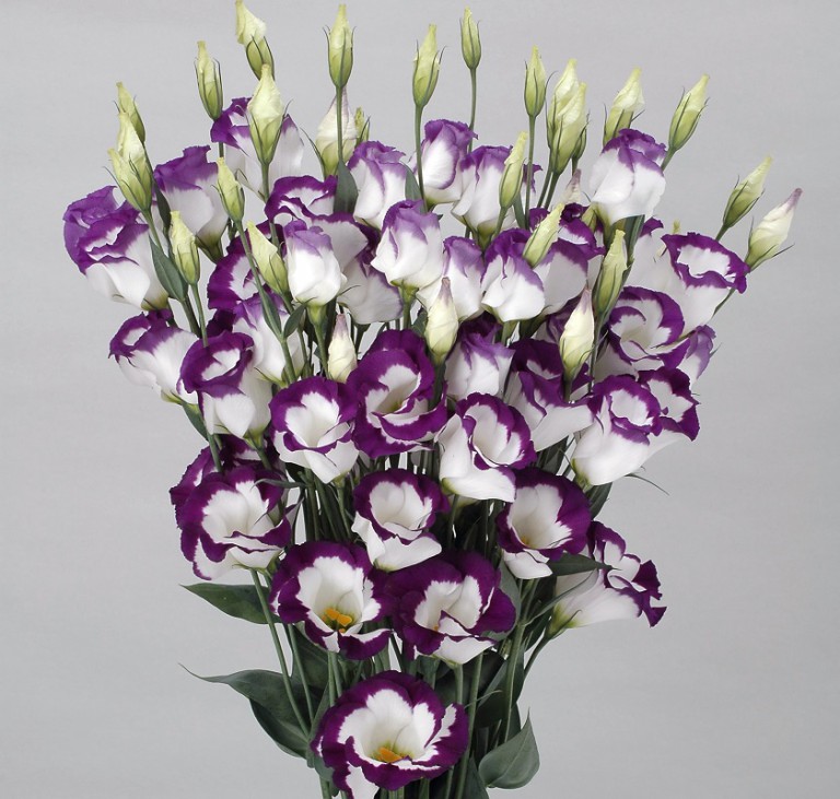 ユーストマ_ネイルスワロー_2007（色補正）