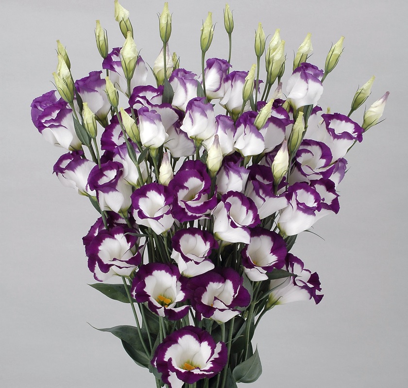 ユーストマ_ネイルスワロー_2007（色補正）