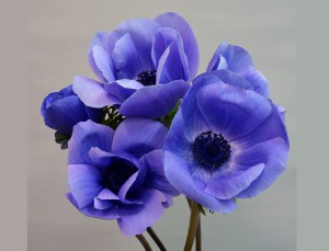 ミストラルプラスブルー