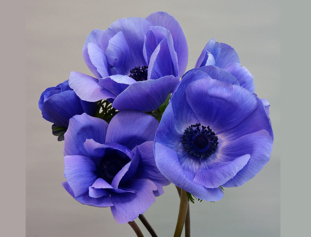 ミストラルプラスブルー