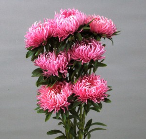 シャギーローズ