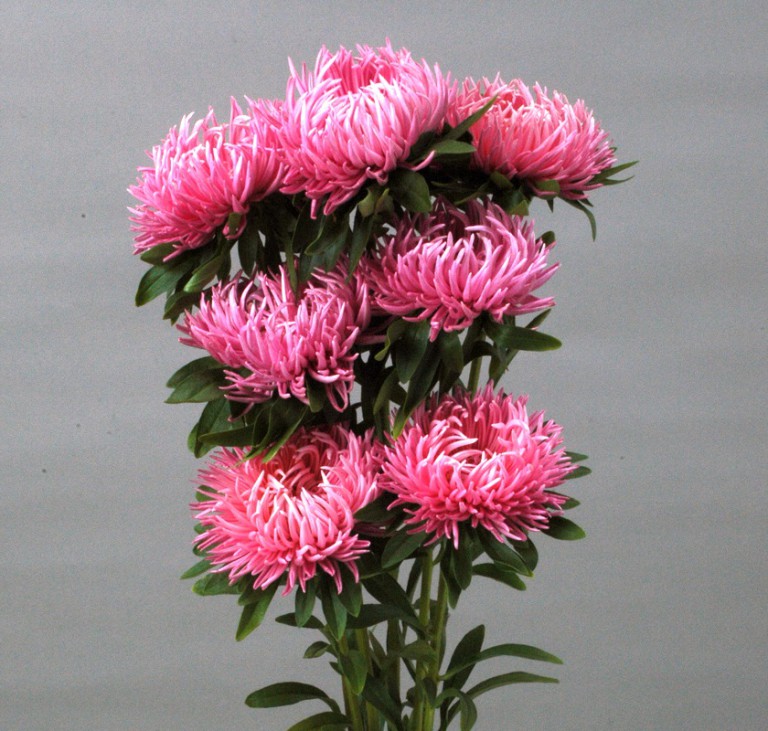 シャギーローズ