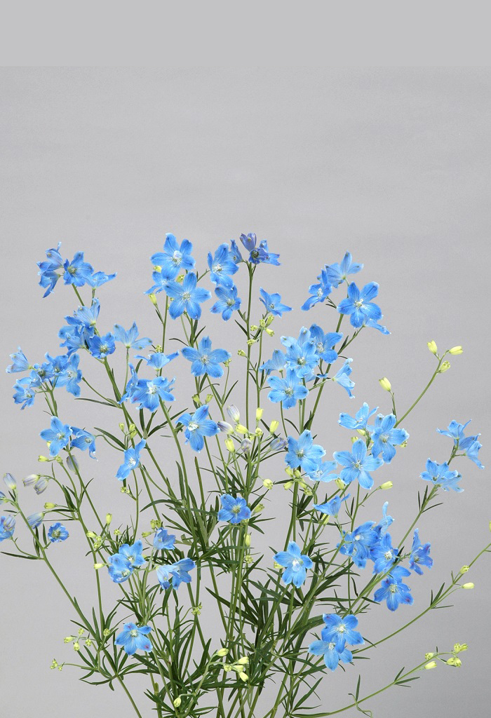 スーパープラチナブルー_2006