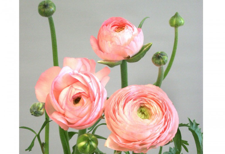 ポーリンニューピンク_2005