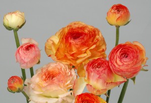 マリエイエローピコティ