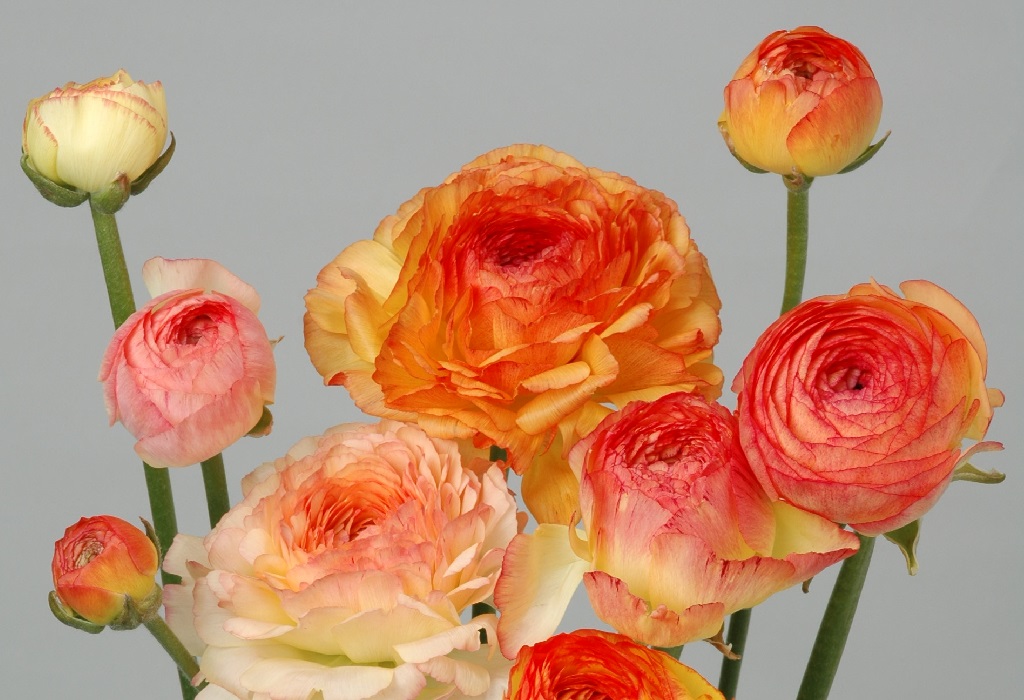 マリエイエローピコティ