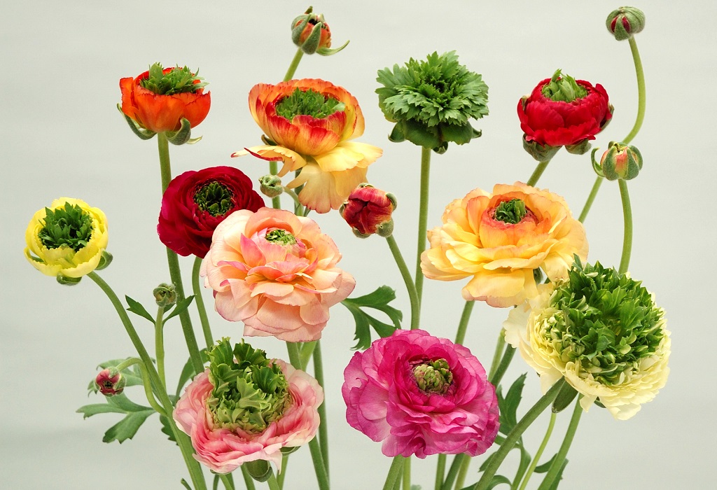 レイネッテグリーン