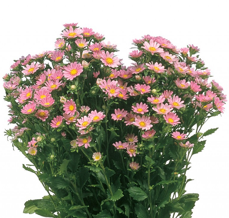 セレネピンク_2003