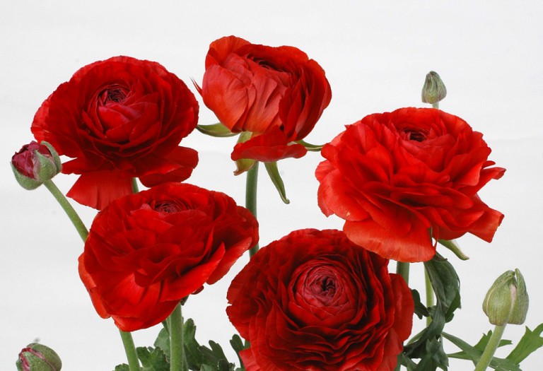 アマンディンレッド