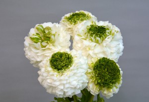 フェスティバルビアンコ