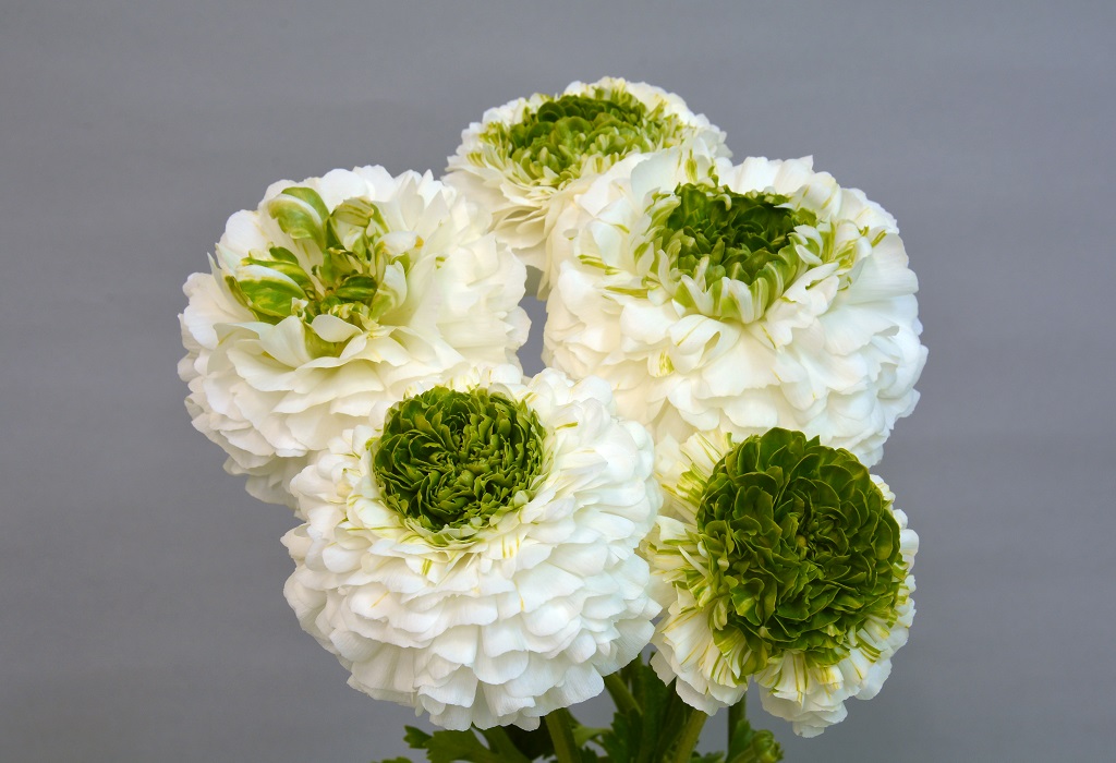 フェスティバルビアンコ