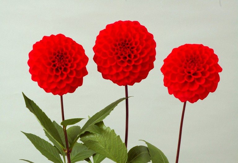 ダリア_朝日てまり