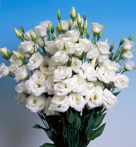 ユーストマ_ボレロホワイト_2005