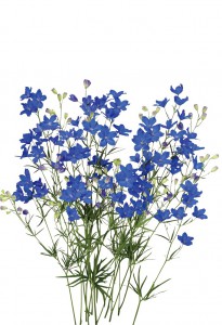 F1スーパーグランブルー