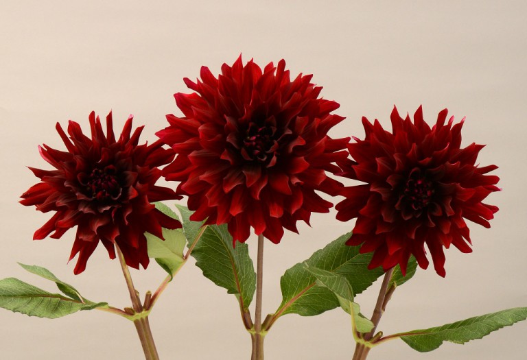 ダリア_黒蝶_2016