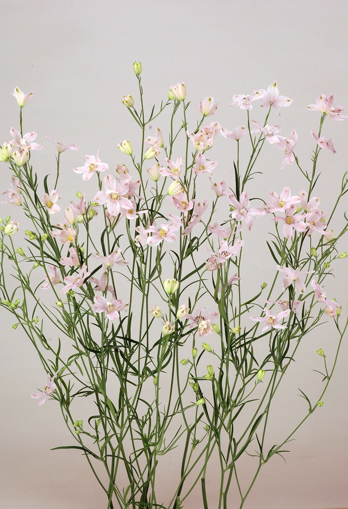 ハッピーピンクⅠ型