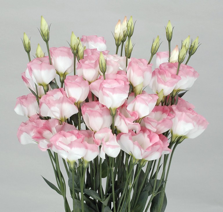 Ustoma_Nail Peach Neo_2007