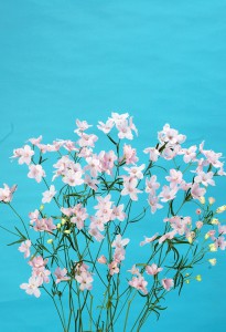 スーパーハッピーピンク_2009