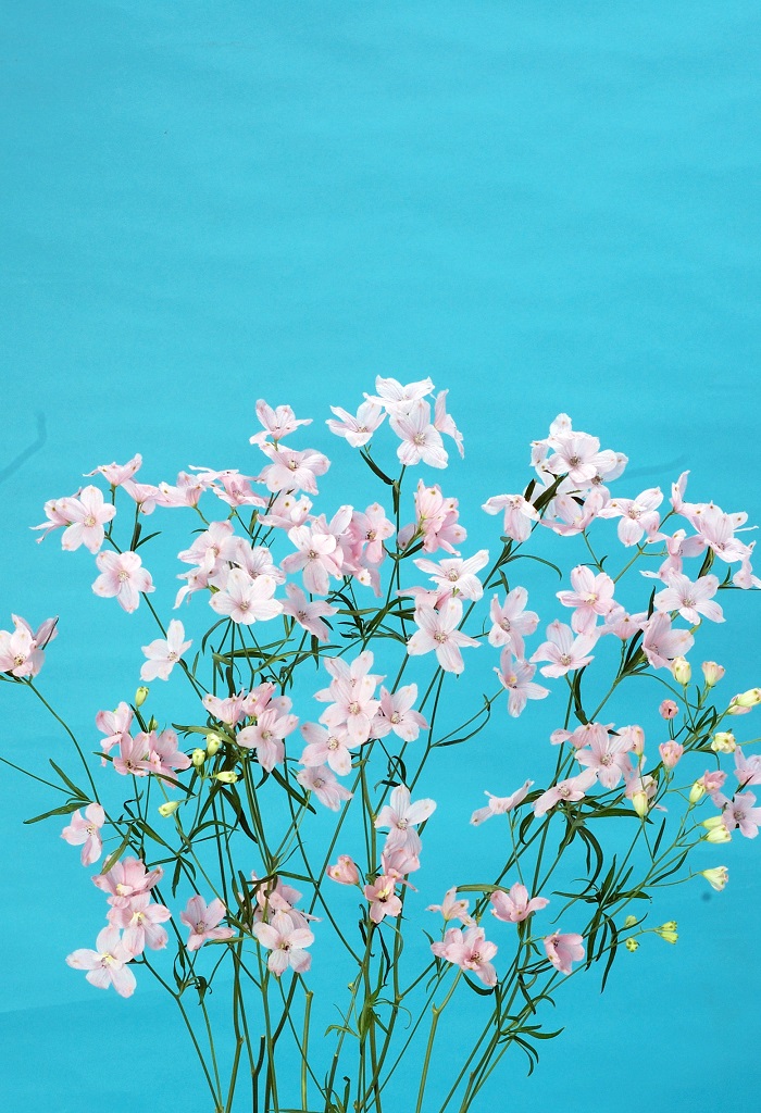 スーパーハッピーピンク_2009