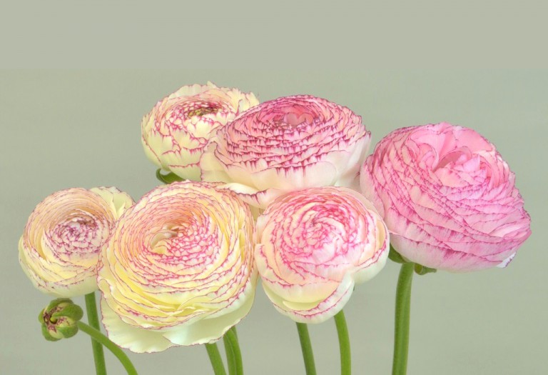 エレガンス ビアンコストラト