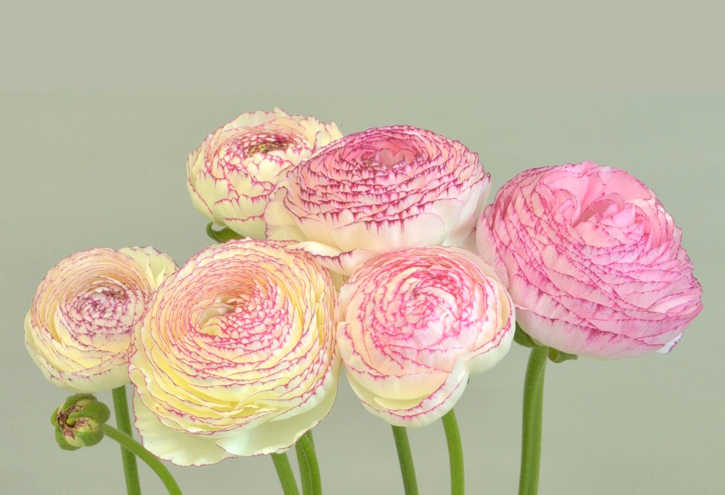 エレガンス ビアンコストラト